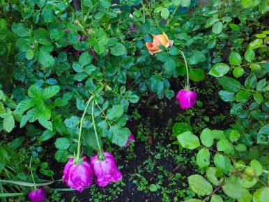 Неустанные дожди и их влияние на здоровье роз: как защитить любимые цветы