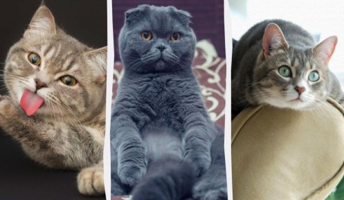 Пушистые компаньоны: пять пород кошек, которые станут вашими лучшими друзьями