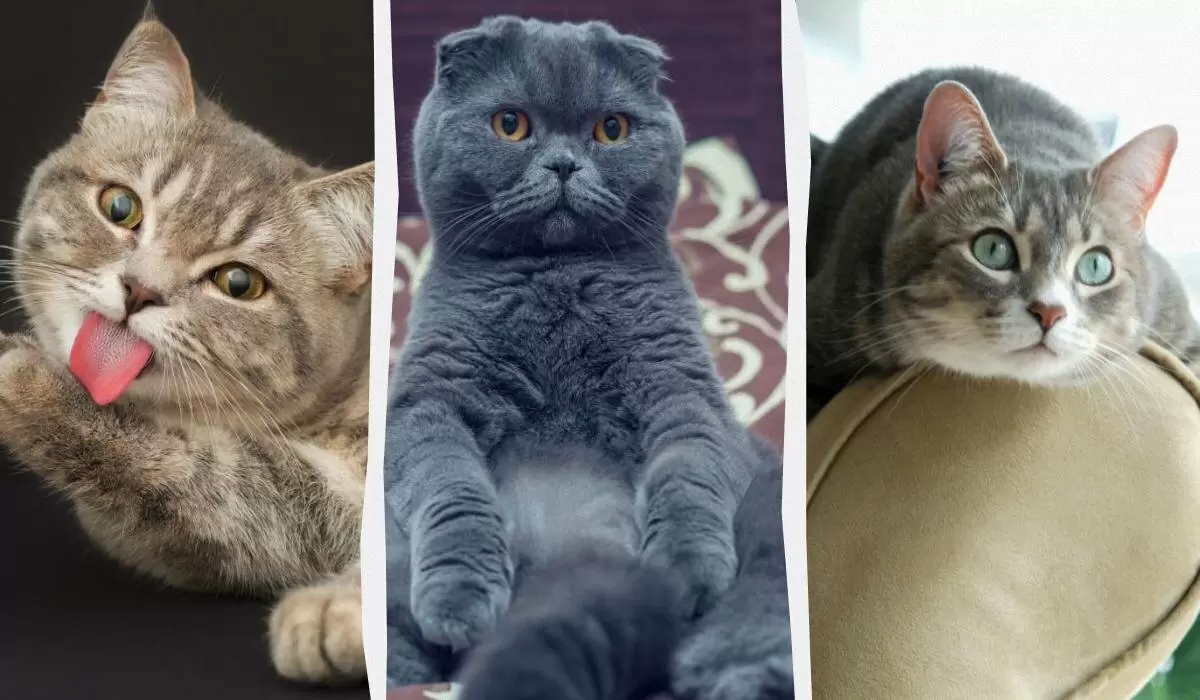 Пушистые компаньоны: пять пород кошек, которые станут вашими лучшими друзьями