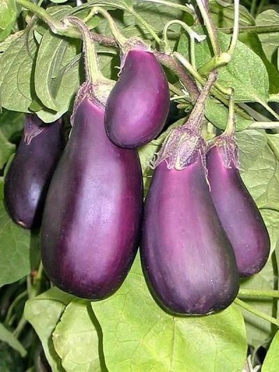 ������ ����� ���������� ��� ��������� ������: ��� ������� ������������ ��������