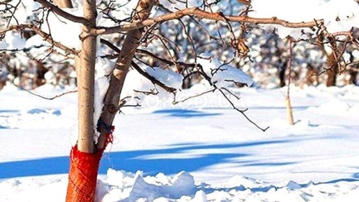 Как работать в саду во время затяжной зимы: стратегии и советы