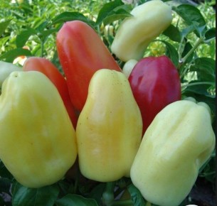 ����� ������: ��������� ���� ��� ������� �������