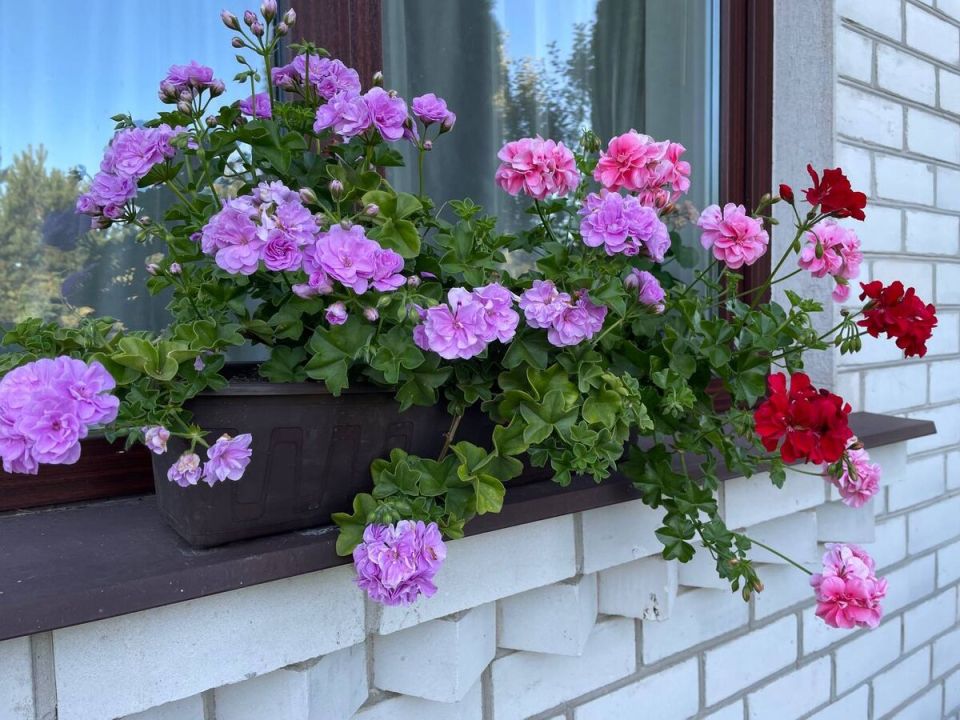 �������� ������� ������� ������������ ����������