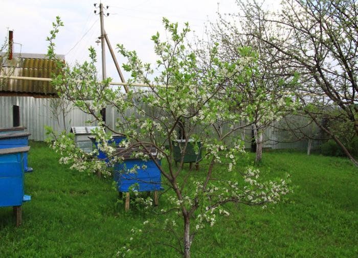 ����� ����� ������ ���������: ������, ����� ����� ��������� �� �����