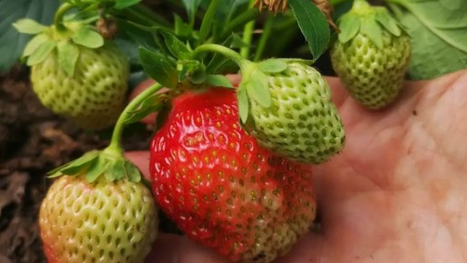 Как простая финальная подкормка обеспечила рекордный урожай клубники