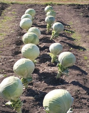 ��� ��������� �������� ������ ������� ��� ������� ������