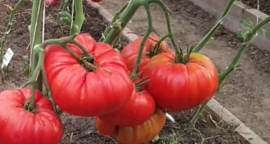 Как правильно поливать томаты в жару: секреты успешного урожая