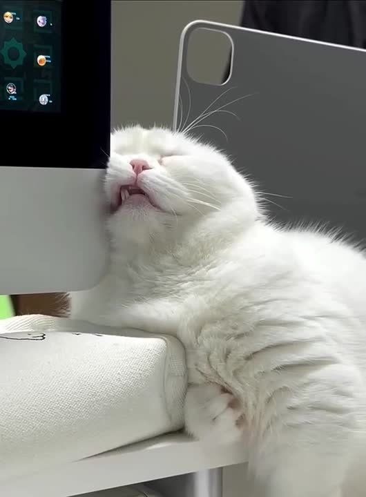 ������ ������������, ���� �� � ���������