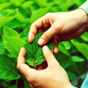 ����������� �������� ��������: ��������� �������� �� ������� ���������