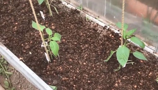 ��� ��������� ���������� ������� � �������: ������ � ������� ������