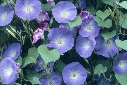 ����������� ��������: ��� ������ � ������������������� ������ ������?