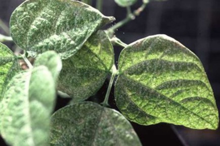 ��� ���������� ���������� � ��������� ������ �� ������