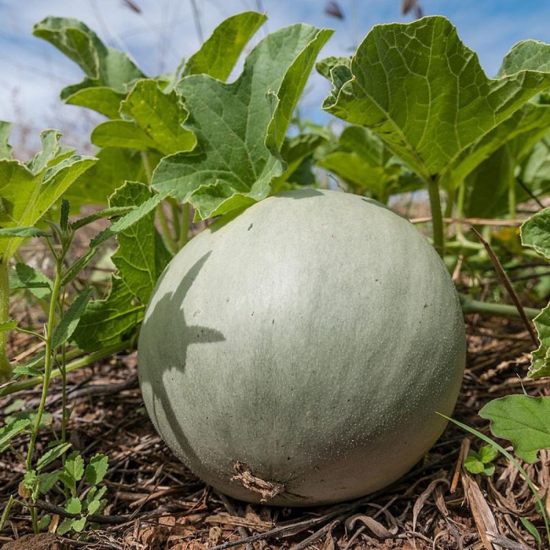 ��� ��������� ������� ����: ������� �������� ��� ��������� ������