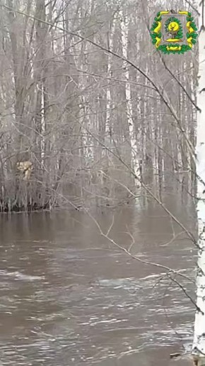 Лиса, спасаясь от паводка, забралась на дерево