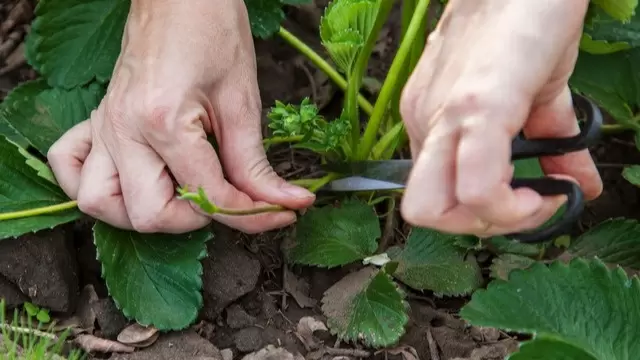 Три эффективных метода размножения клубники усами