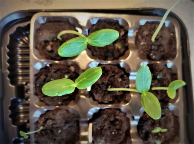 Огурцы на подоконнике: идеальный результат к праздникам