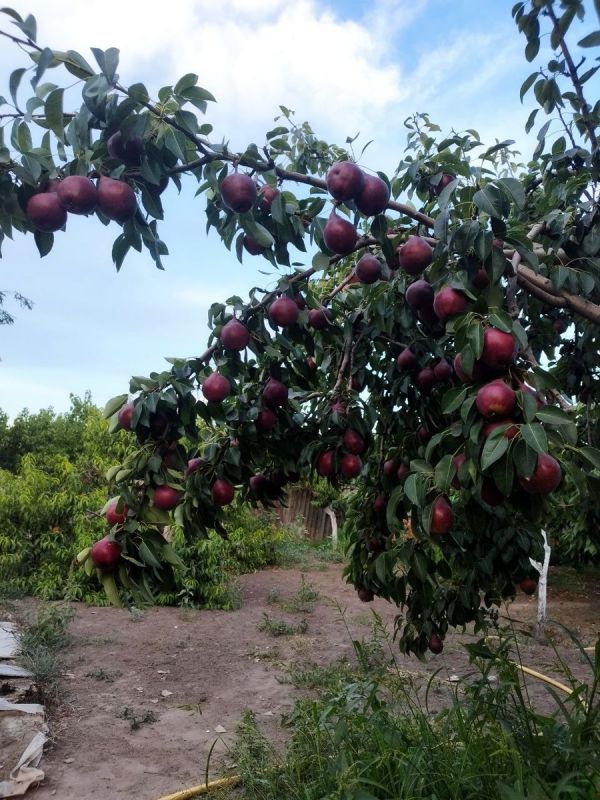 ������� ������� ������� �������: ����� ����� ��������� ���� ������