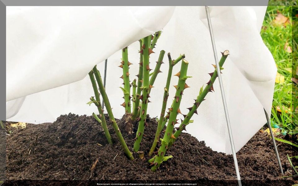 ��� ��������� ������ � �������� ���� � ����: ������ ��� ���������