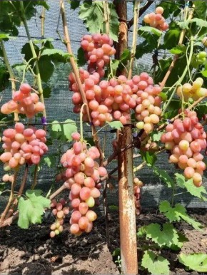 �������� �������: ������������ ������ ���� � ��������� ��������