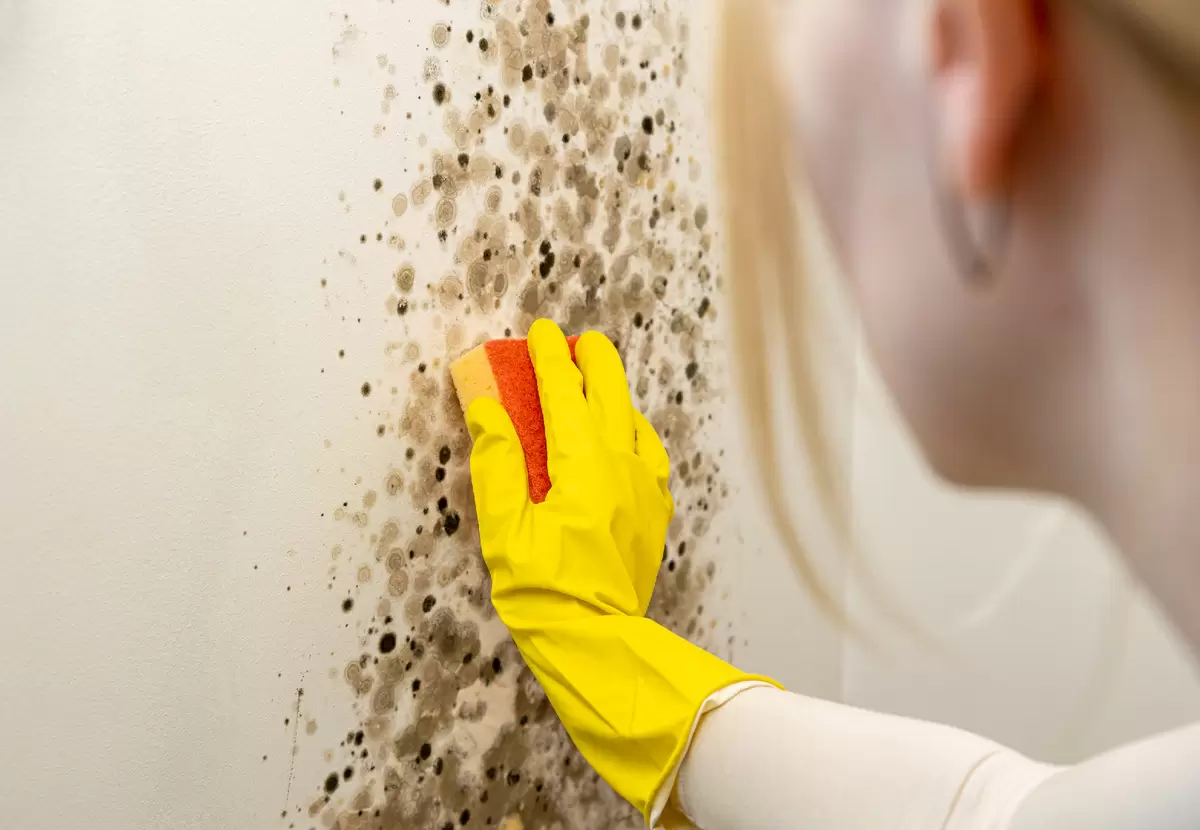 Плесень под контролем: как перекись водорода становится надежным оружием в битве с грибком