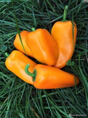 Миниатюрный перец Лисичка желтая: сладкий секрет вашего огорода