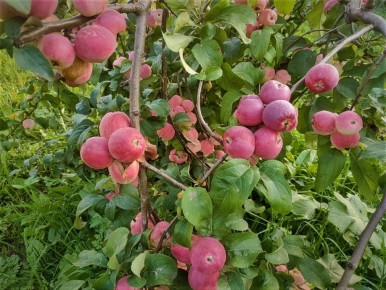 Как выбрать лучшие сорта яблонь для средней полосы России