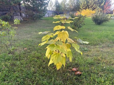 ����������� ����: ��� �������� ������ � ��������� �������