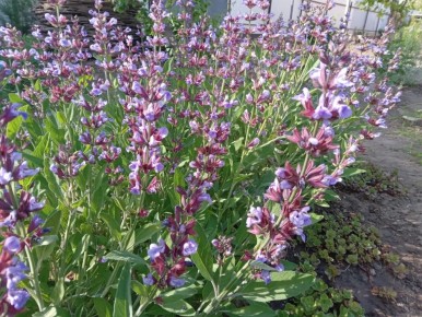 ������ �������������: ������������� ������� ��� ���� � ������ �������