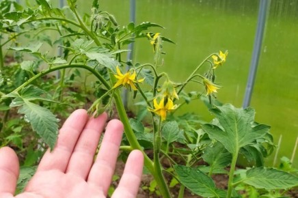 ������ ���� �������� ����� �� ������ ������? ����������� � ��������