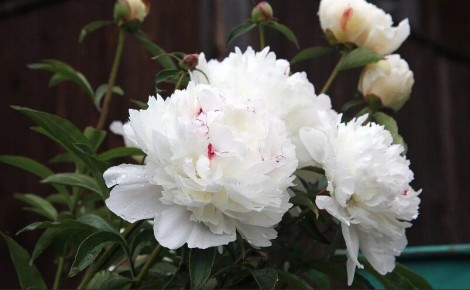 ������ �� ����������� ������������ ������ � ����