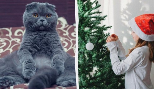 ��� �������� ���������� ���� �� ������� �����: ������������ ������