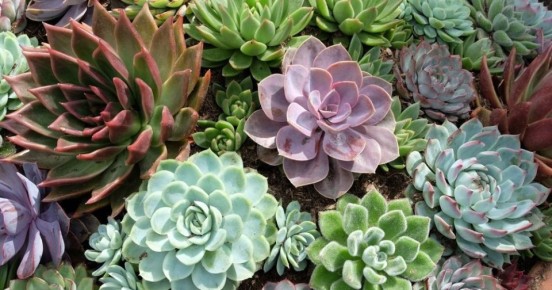 ��������: ��� �������, ��������� � ���������� ��� �������� ������������ ��������