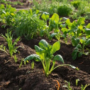 ��������� ��������: ���� ����������� ������ ������ ����� �����