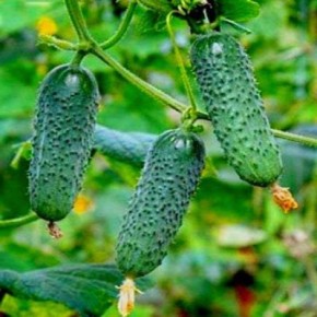 ������ ��������: ������� ��������� ����� � ����������� �����