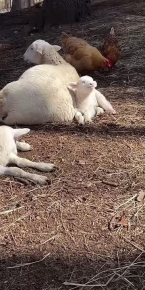 �� ������ ������� ����� ������