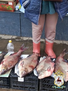 ����������-���������������� ����������� ������� ���������� � �������: ������� ����� �����������