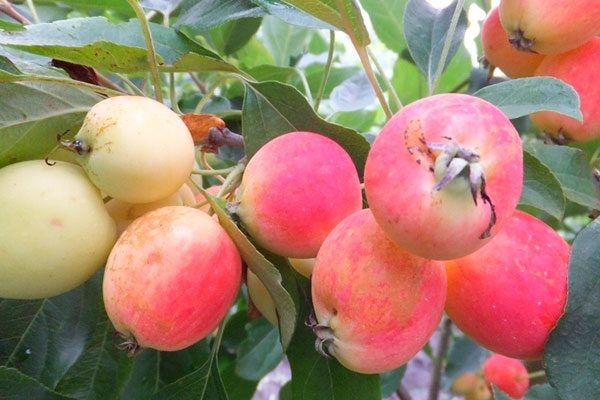 Яблоки-ранетки: маленькие, но удивительные плоды