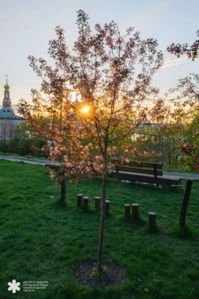 Плодовый сад зацвел в Парке 800-летия Нижнего Новгорода