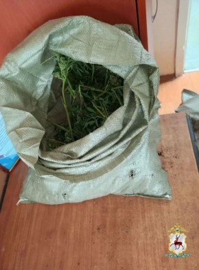 В Сарове сотрудниками полиции пресечено покушение на незаконный сбыт растительного наркотика в крупном размере
