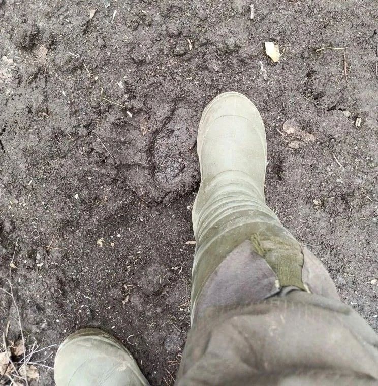 След бурого медведя обнаружили госохотинспекторы в Нижегородской области