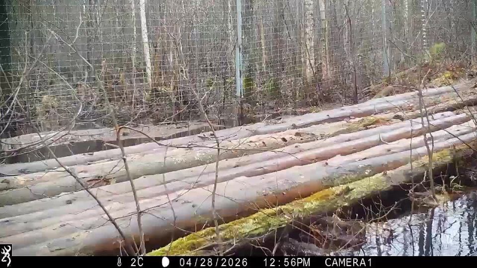 Фотоловушка в Керженском заповеднике засняла, как во время паводка звери пользовались мостом из бревен, предназначенным для сотрудников