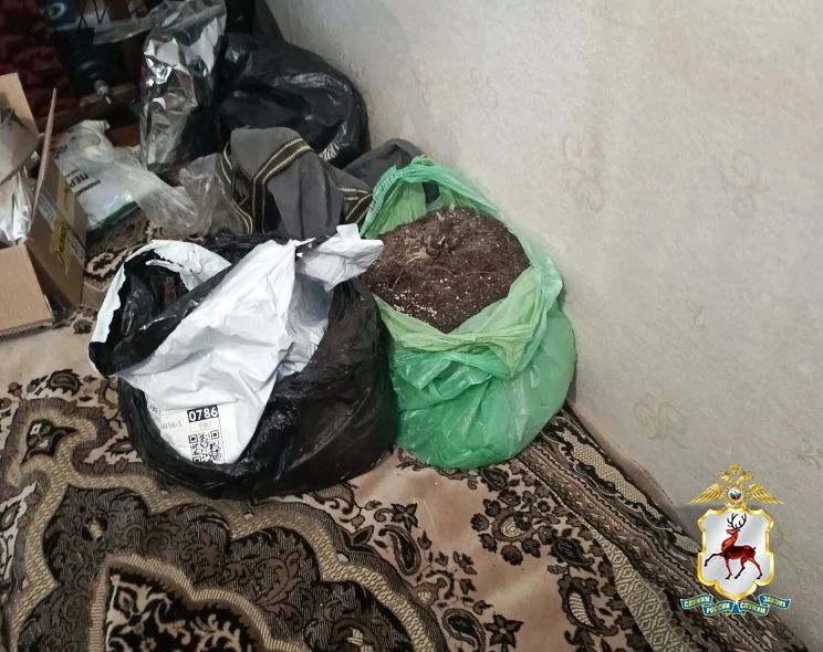 В Шатках из квартиры наркоагрария полицейскими изъято более 100 граммов растительного наркотика В Шатках из квартиры наркоагрария полицейскими изъято более 100 граммов растительного наркотика