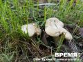 Весенние грибы в городе: нижегородцы находят рядовки в парке Пушкина
