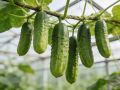 Как продлить плодоношение огурцов до осени: секреты соседства на грядках
