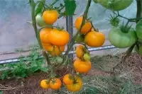 Крупные и сладкие: все о томатах сорта Медовый спас, который завоевывает сердца огородников