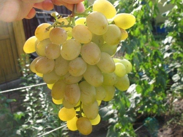 Новый сорт винограда Рута: ранняя сладость для вашего саду