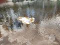 12-летний мальчик утонул, пытаясь спасти женщину в Нижегородской области