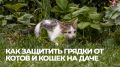 ��� �������� �������� ������: ������� ������� ��� ������ ������ �� ����� � �����