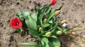 Секрет долгого цветения: метод сменных горшков для клумбы