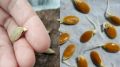 Секреты успешного проращивания тыквенных семян